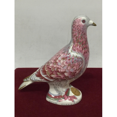 724 - A ROYAL CROWN DERBY BOXED WAR PIGEON LIMITED EDITION PAPER WEIGHT