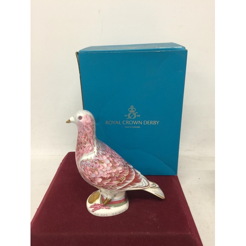 724 - A ROYAL CROWN DERBY BOXED WAR PIGEON LIMITED EDITION PAPER WEIGHT