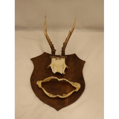 127 - A PART OF A SKULL WITH HORNS AND TEETH ON A WOODEN SHIELD SHAPED PLAQUE