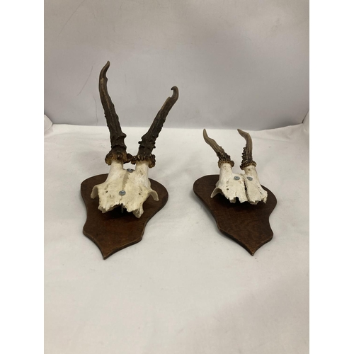 226 - TWO PART SKULLS WITH HORNS MOUNTED ON WOOD