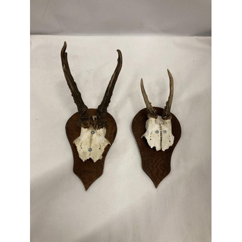 226 - TWO PART SKULLS WITH HORNS MOUNTED ON WOOD