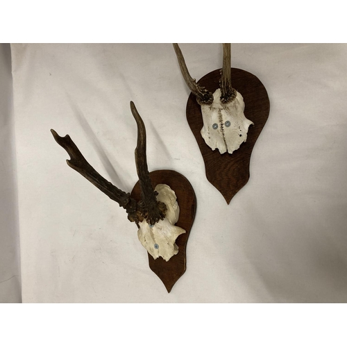 226 - TWO PART SKULLS WITH HORNS MOUNTED ON WOOD