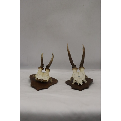 281 - TWO SKULLS WITH ANTLERS MOUNTED ON WOOD