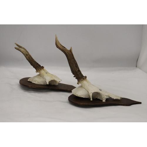 281 - TWO SKULLS WITH ANTLERS MOUNTED ON WOOD