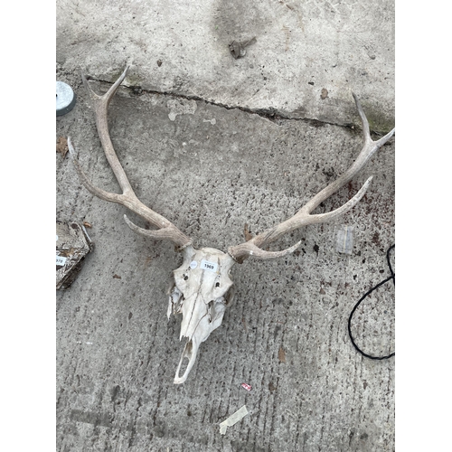 1969 - A VINTAGE DEER SKULL