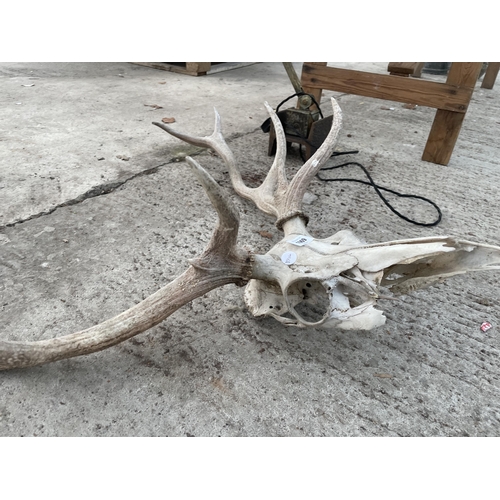 1969 - A VINTAGE DEER SKULL