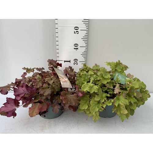 31 - TWO HEUCHERA PLANTS INDIAN SUMMER 'LIME MARMALADE' AND BOYSENBERRY' IN 3 LTR POTS PLUS VAT TO BE SOL... 