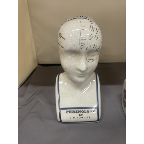 104 - TWO PHRENOLOGY HEADS, HEIGHT 16CM