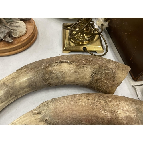 168 - A PAIR OF COW HORNS