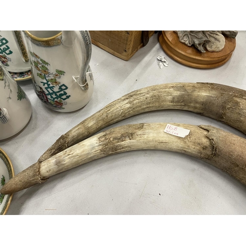 168 - A PAIR OF COW HORNS