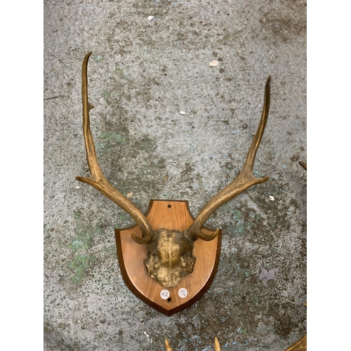 56 - TWO SETS OF ANTLERS MOUNTED ON WOODEN SHEILDS