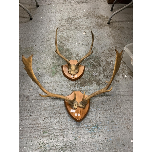 56 - TWO SETS OF ANTLERS MOUNTED ON WOODEN SHEILDS