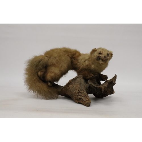 82 - A TAXIDERMY PINE MARTIN ON A BRANCH