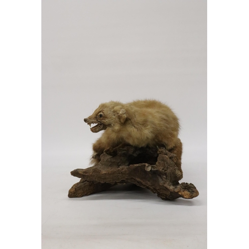 82 - A TAXIDERMY PINE MARTIN ON A BRANCH