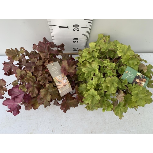 31 - TWO HEUCHERA PLANTS INDIAN SUMMER 'LIME MARMALADE' AND BOYSENBERRY' IN 3 LTR POTS PLUS VAT TO BE SOL... 