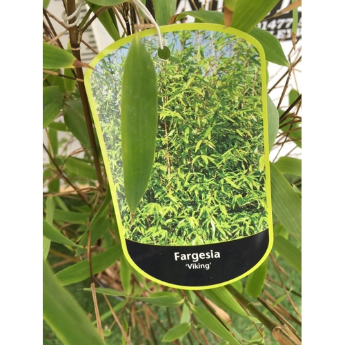 gummibaum im sommer rausstellen Gummibaum 'Robusta' XXL-Größe kaufen main image 1
