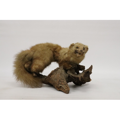 82 - A TAXIDERMY PINE MARTIN ON A BRANCH