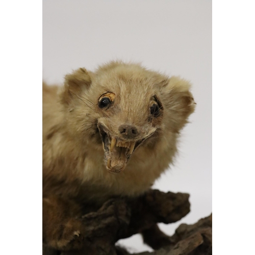 82 - A TAXIDERMY PINE MARTIN ON A BRANCH