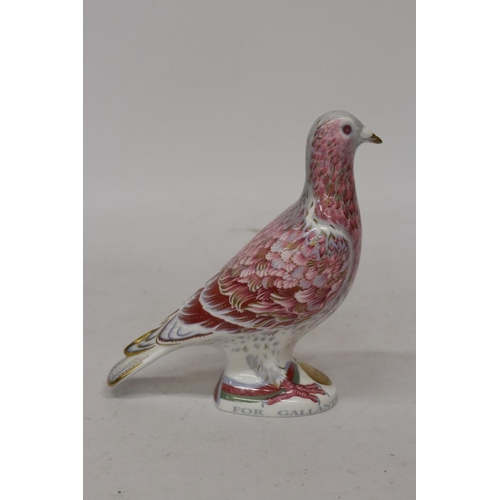 780 - A ROYAL CROWN DERBY WAR PIGEON LIMITED EDITION PAPER WEIGHT WITH COA