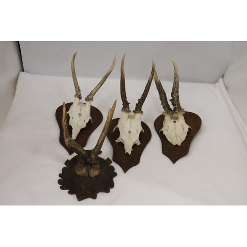 216 - FOUR ROEBUCK DEER ANTLERS MOUNTED ON WOODEN PLINTHS