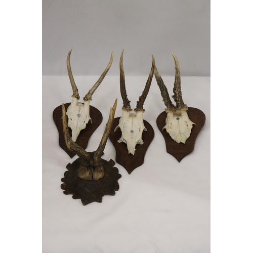 216 - FOUR ROEBUCK DEER ANTLERS MOUNTED ON WOODEN PLINTHS