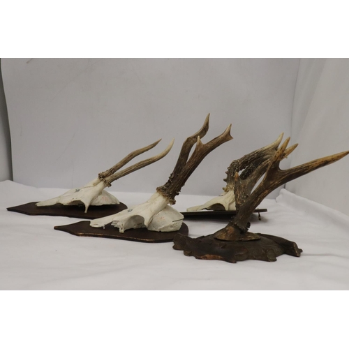 216 - FOUR ROEBUCK DEER ANTLERS MOUNTED ON WOODEN PLINTHS