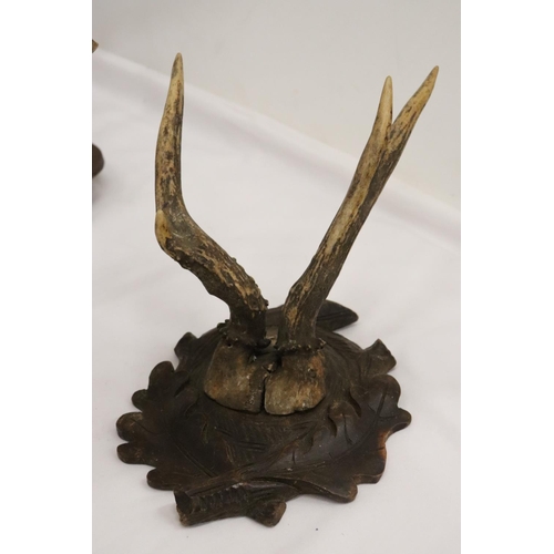 216 - FOUR ROEBUCK DEER ANTLERS MOUNTED ON WOODEN PLINTHS