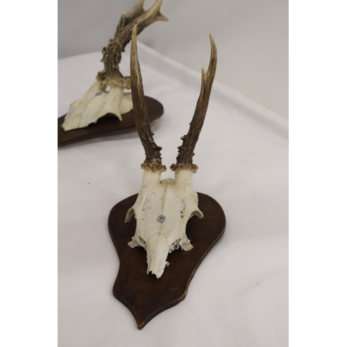 216 - FOUR ROEBUCK DEER ANTLERS MOUNTED ON WOODEN PLINTHS