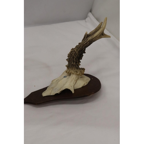 216 - FOUR ROEBUCK DEER ANTLERS MOUNTED ON WOODEN PLINTHS