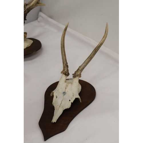 216 - FOUR ROEBUCK DEER ANTLERS MOUNTED ON WOODEN PLINTHS