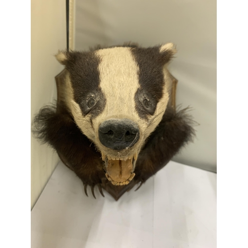 100 - A BADGER HEAD ON A WOODEN PLINTH