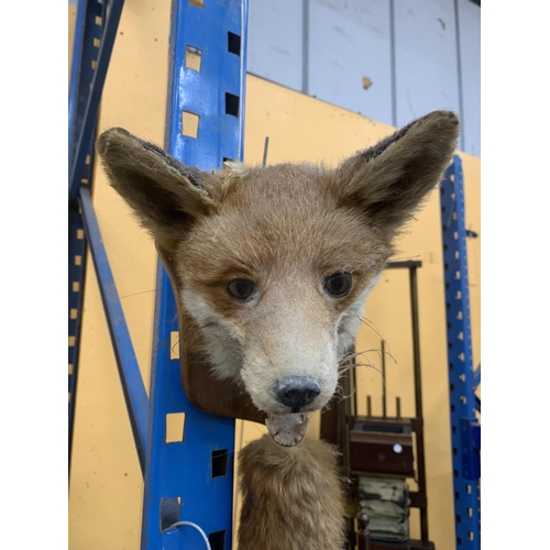 51 - A TAXIDERMY HEAD OF A FOX HEAD AND TAIL ON A WOODEN MOUNT (EAR A/F)