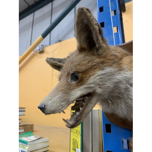 51 - A TAXIDERMY HEAD OF A FOX HEAD AND TAIL ON A WOODEN MOUNT (EAR A/F)