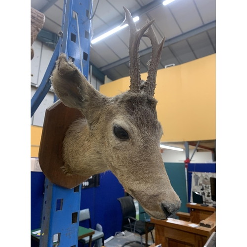 95 - A DEER HEAD ON A WOODEN PLINTH