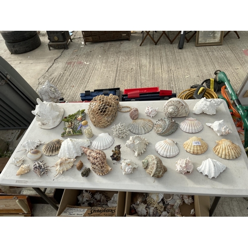 1873 - A LARGE ASSORTMENT OF DECORATIVE SEA SHELLS