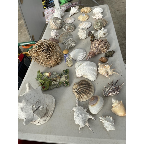 1873 - A LARGE ASSORTMENT OF DECORATIVE SEA SHELLS