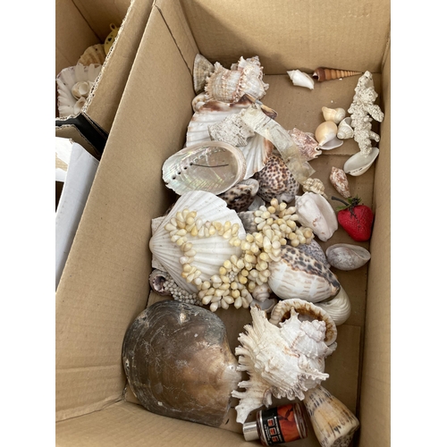 1874 - A LARGE ASSORTMENT OF DECORATIVE SEA SHELLS