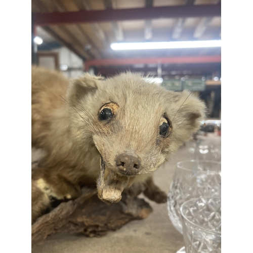 1119 - A TAXIDERMY PINE MARTIN ON A BRANCH