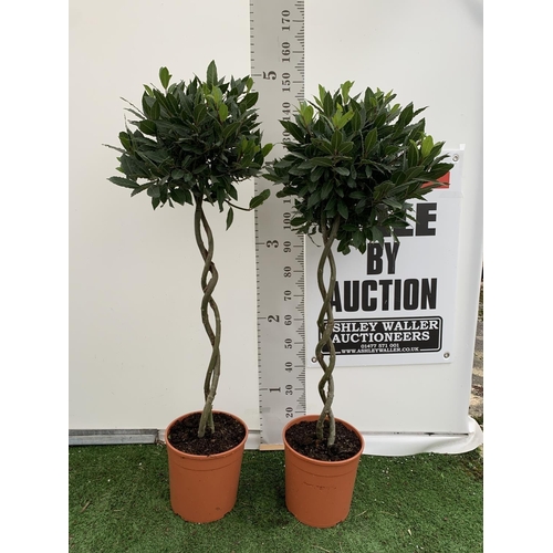 0 - WELCOME TO ASHLEY WALLER HORTICULTURE AUCTION - LOTS ARE BEING ADDED DAILY - THE IMAGES SHOW LOTS FR... 