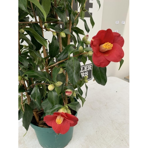 0 - WELCOME TO ASHLEY WALLER HORTICULTURE AUCTION - LOTS ARE BEING ADDED DAILY - THE IMAGES SHOW LOTS FR... 