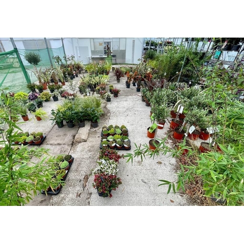 0 - WELCOME TO ASHLEY WALLER HORTICULTURE AUCTION - LOTS ARE BEING ADDED DAILY - THE IMAGES SHOW LOTS FR... 