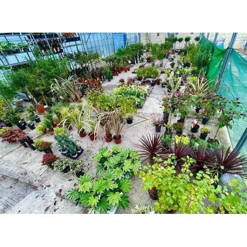 0 - WELCOME TO ASHLEY WALLER HORTICULTURE AUCTION - LOTS ARE BEING ADDED DAILY - THE IMAGES SHOW LOTS FR... 