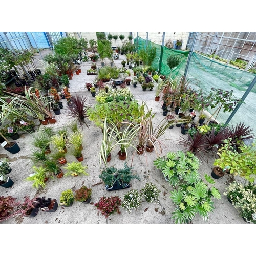 0 - WELCOME TO ASHLEY WALLER HORTICULTURE AUCTION - LOTS ARE BEING ADDED DAILY - THE IMAGES SHOW LOTS FR... 