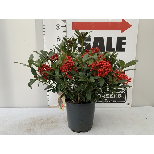 3 - A LARGE SKIMMIA JAPONICA 'PABELLA' PLANT IN A 5 LTR POT APPROX 75CM IN HEIGHT PLUS VAT