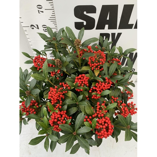 3 - A LARGE SKIMMIA JAPONICA 'PABELLA' PLANT IN A 5 LTR POT APPROX 75CM IN HEIGHT PLUS VAT