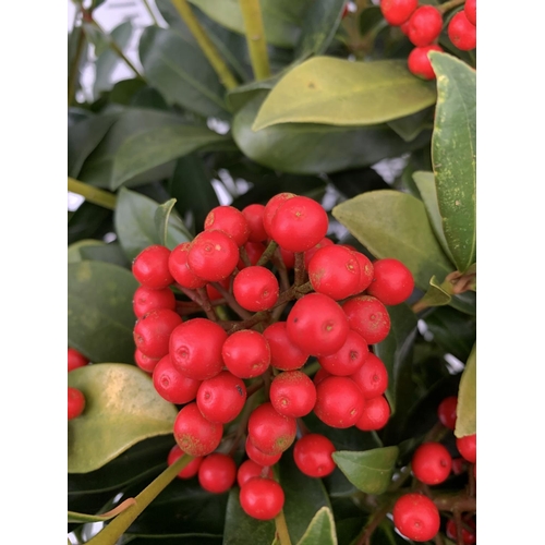 3 - A LARGE SKIMMIA JAPONICA 'PABELLA' PLANT IN A 5 LTR POT APPROX 75CM IN HEIGHT PLUS VAT