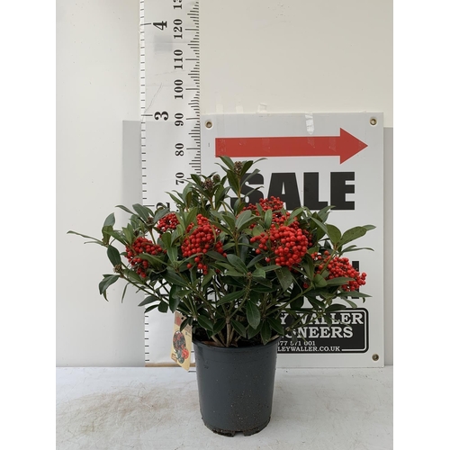 3 - A LARGE SKIMMIA JAPONICA 'PABELLA' PLANT IN A 5 LTR POT APPROX 75CM IN HEIGHT PLUS VAT