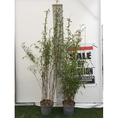 9 - TWO FARGESIA VIKING (BAMBOO) OVER 180CM IN HEIGHT IN 5LTR POTS +VAT TO BE SOLD FOR THE TWO