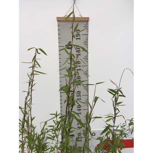 9 - TWO FARGESIA VIKING (BAMBOO) OVER 180CM IN HEIGHT IN 5LTR POTS +VAT TO BE SOLD FOR THE TWO