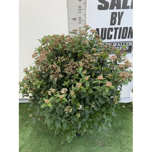 12 - ONE LARGE VIBURNUM TINUS OVER 130CM IN HEIGHT IN A 20 LTR POT PLUS VAT